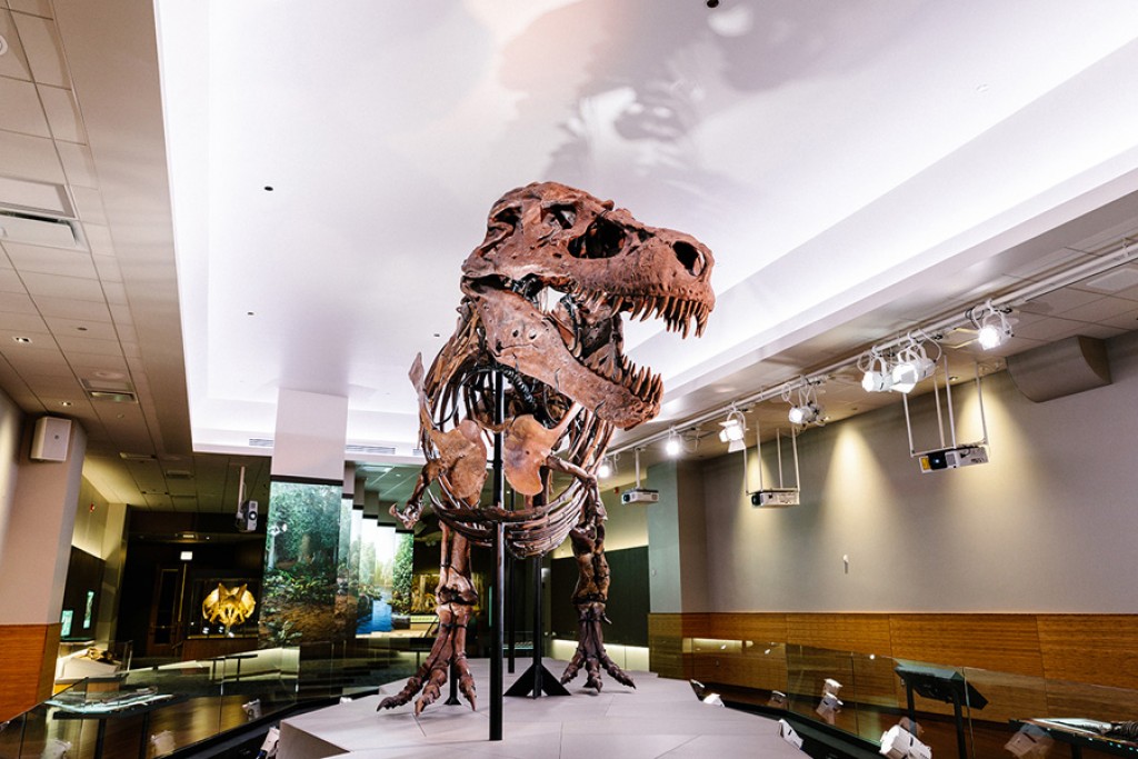 ETC illumina Sue, il T. Rex del Museo di Chicago ETC illumina Sue, il T. Rex del Museo di Chicago